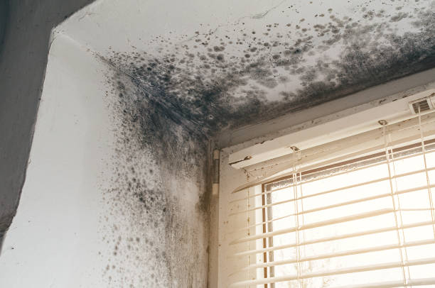 Affordable Basement Mold Removal solutions in Wenham, MA
